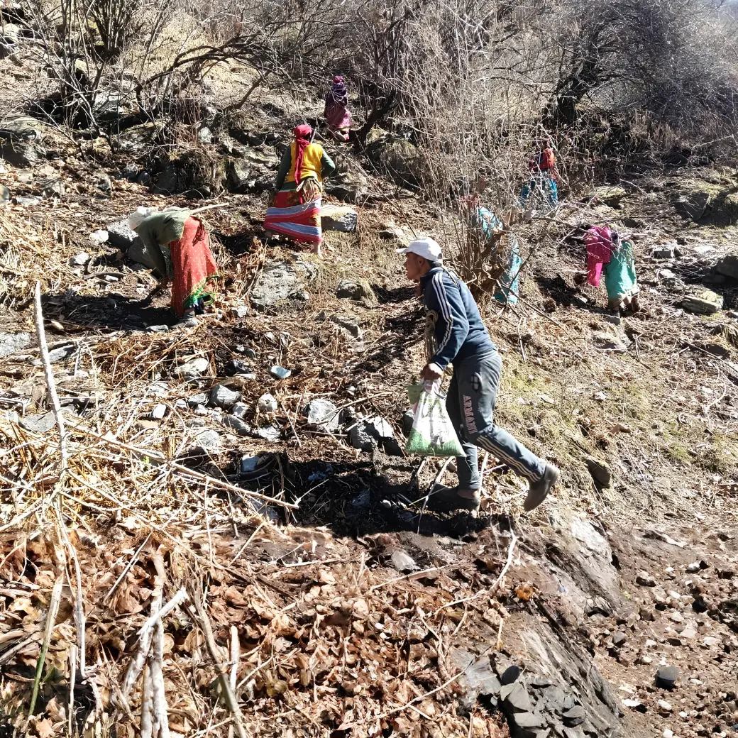HimGra Cultivation Impact